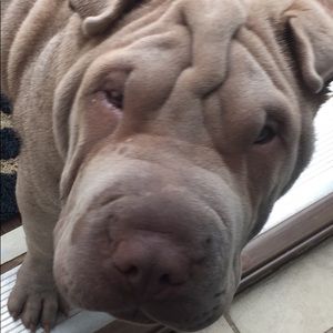 Meet your Posher, Connor